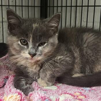 Sardine -  Domestic Medium Hair Cat for Adoption in Birmingham, Alabama - Sardine | PetCurious