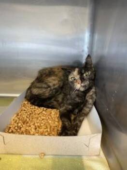 61745270 -  Domestic Short Hair Cat for Adoption in El Paso, Texas - 61745270 | PetCurious