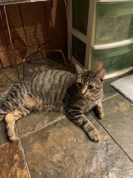 Rescue Domestic Short Hair Cats for Adoption in Philadelphia, Pennsylvania - Louise | PetCurious