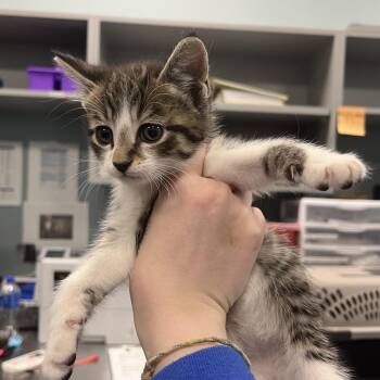 Pontiac -  Domestic Short Hair Cat for Adoption in Greensboro, North Carolina - Pontiac | PetCurious
