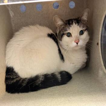 Domestic Short Hair Cats Available for Adoption in Philadelphia, Pennsylvania - Fiona Fay | PetCurious