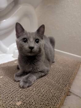 Penelope 7 -  Domestic Short Hair Cat for Adoption in Tucson, Arizona - Penelope 7 | PetCurious
