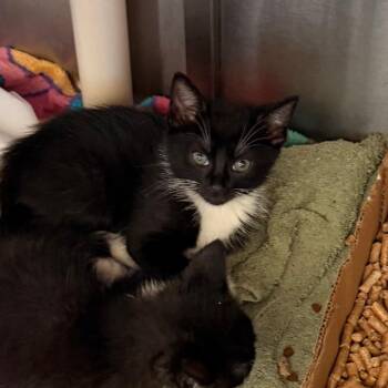Quest -  Domestic Short Hair Cat for Adoption in Lynchburg, Virginia - Quest | PetCurious