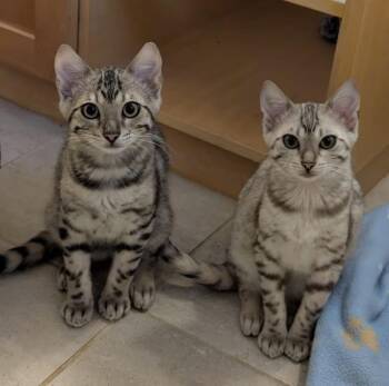 Robert F and Jackie O (Bonded Siblings) -  Domestic Short Hair Cat for Adoption in Maple Ridge, British Columbia - Robert F And Jackie O (Bonded Siblings) | PetCurious