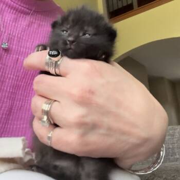 Rescue Domestic Short Hair Cats for Adoption in Portage, Michigan - Stella | PetCurious