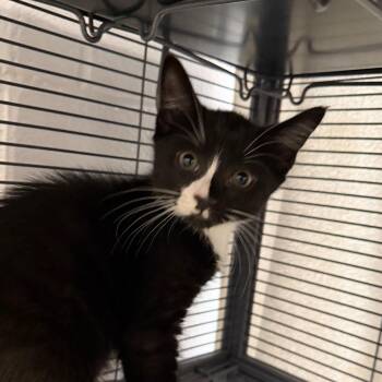 Domestic Short Hair Cats Available for Adoption in Hampton Bays, New York - Nino | PetCurious