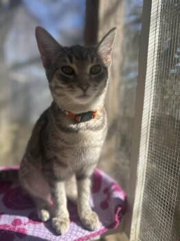 Oakley -  American Shorthair Cat Available for Adoption in Upper Township, New Jersey - Oakley | PetCurious