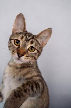 Bubbles -  Domestic Short Hair Cat for Adoption in Champaign, Illinois - Bubbles | PetCurious