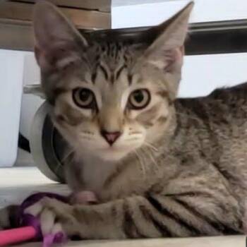 Wren -  Tabby Cat for Adoption in Rushville, Illinois - Wren | PetCurious