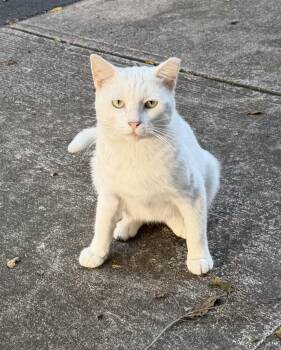 Snow -  Domestic Short Hair Cat for Adoption in Copley, Ohio - Snow | PetCurious