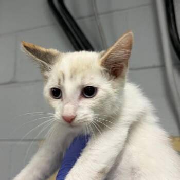 Opossum -  Domestic Short Hair Cat for Adoption in Summerville, South Carolina - Opossum | PetCurious