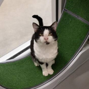 Frank -  Domestic Short Hair Cat for Adoption in Des Moines, Iowa - Frank | PetCurious
