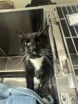Gilbert -  Domestic Short Hair Cat for Adoption in Manitowoc, Wisconsin - Gilbert | PetCurious