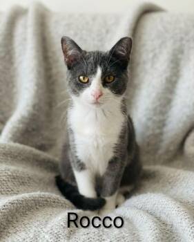Rocco -  Domestic Short Hair Cat for Adoption in Wyandotte, Michigan - Rocco | PetCurious