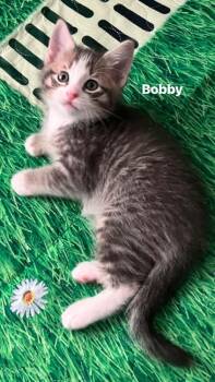 Bobby (The Country Crew) -  Domestic Short Hair Cat for Adoption in Telford, Pennsylvania - Bobby (The Country Crew) | PetCurious