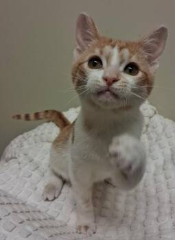 Domestic Short Hair Cats Available for Adoption in Fremont, Ohio - Eve | PetCurious