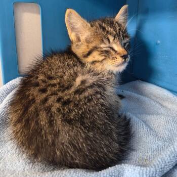 TXAC-Stray-20145 -  Domestic Short Hair Cat for Adoption in Portland, Texas - TXAC-Stray-20145 | PetCurious