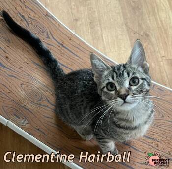 Clementine Hairball -  Domestic Short Hair Cat for Adoption in Douglasville, Georgia - Clementine Hairball | PetCurious