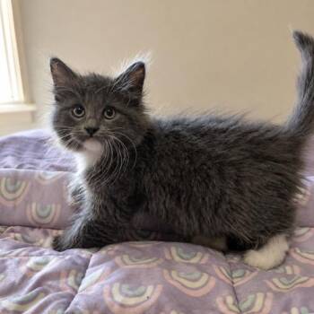 Jasmine -  Domestic Medium Hair Cat for Adoption in Edmond, Oklahoma - Jasmine | PetCurious