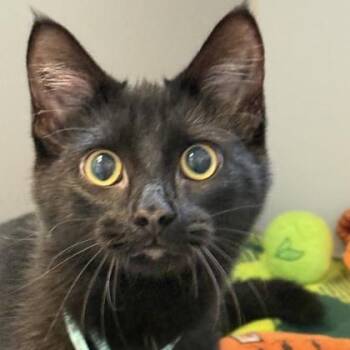 Maxine -  Domestic Short Hair Cat for Adoption in Lansing, Michigan - Maxine | PetCurious
