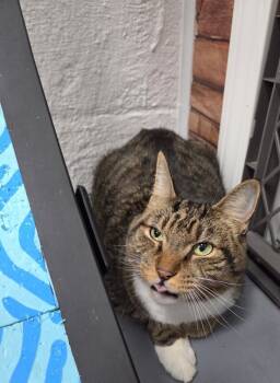 Rescue Tabby Cats for Adoption in Mount Airy, North Carolina - King | PetCurious