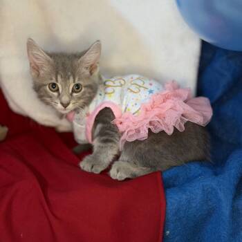 Rowdy -  Domestic Short Hair Cat for Adoption in Mount Vernon, Illinois - Rowdy | PetCurious