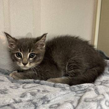 Domestic Short Hair Cats Available for Adoption - Rousseau | PetCurious