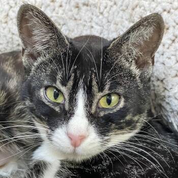 Bengal and Domestic Short Hair Cats Available for Adoption in Pickering, Ontario - Bootsy (bonded With Firefox) | PetCurious