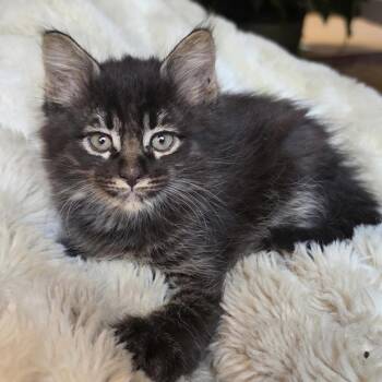 Domestic Medium Hair Cats Available for Adoption in Bentonville, Arkansas - Thorn | PetCurious