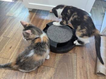 Jolly Rancher -  Domestic Short Hair Cat for Adoption in Rowlett, Texas - Jolly Rancher | PetCurious