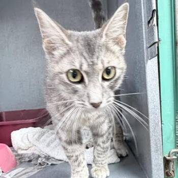 Pepper-2374 -  Domestic Short Hair Cat for Adoption in Tyler, Texas - Pepper-2374 | PetCurious