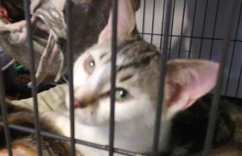 Alicia -  Domestic Short Hair Cat for Adoption in PORT WENTWRTH, Georgia - Alicia | PetCurious