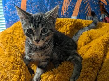 Flora -  Domestic Short Hair Cat for Adoption in Fruit Heights, Utah - Flora | PetCurious