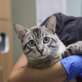 Miko -  Siamese Cat for Adoption in Los Angeles, California - Miko | PetCurious