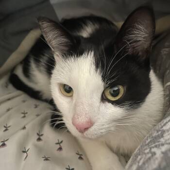 Bea Courtesy post -  Domestic Short Hair Cat for Adoption in Oberlin, Ohio - Bea Courtesy Post | PetCurious