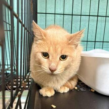 Domestic Short Hair Cats Available for Adoption in Gadsden, Alabama - Rambler | PetCurious