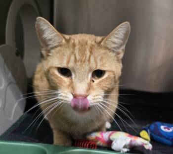 Rescue Domestic Short Hair Cats for Adoption in Paris, Kentucky - George | PetCurious