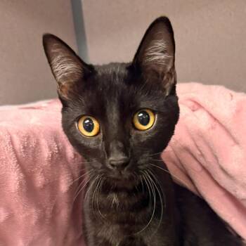 Spooky Pooky -  Domestic Short Hair Cat for Adoption in Goleta, California - Spooky Pooky | PetCurious
