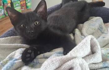 NUGGET -  Domestic Short Hair Cat for Adoption in Pueblo, Colorado - NUGGET | PetCurious