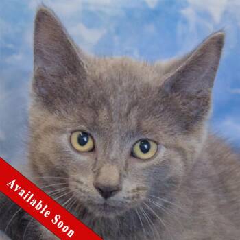 Stripes -  Russian Blue and Domestic Short Hair Cat for Adoption in Huntley, Illinois - Stripes | PetCurious