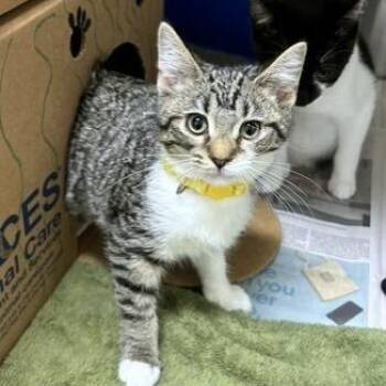 Divot -  Domestic Short Hair Cat for Adoption - Divot | PetCurious