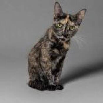 Shale -  Domestic Short Hair Cat for Adoption in Portsmouth, Ohio - Shale | PetCurious