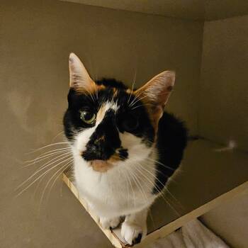 Rescue Domestic Short Hair Cats for Adoption in Middletown, New York - Priscilla | PetCurious