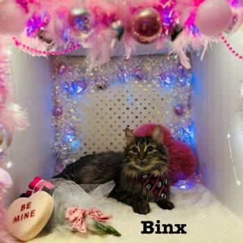 Maine Coon and Domestic Short Hair Cats Available for Adoption - Binx | PetCurious