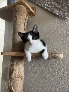 Domestic Short Hair Cats Available for Adoption in Tracy, California - Bean | PetCurious