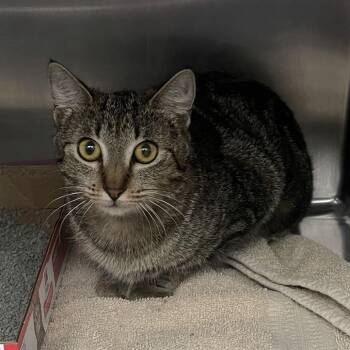 Domestic Short Hair Cats Available for Adoption - Carlita | PetCurious