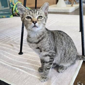 Rescue Domestic Short Hair Cats for Adoption in Nashville, Tennessee - Stanley | PetCurious