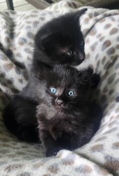 Cinder -  Domestic Medium Hair Cat for Adoption in Blairsville, Georgia - Cinder | PetCurious
