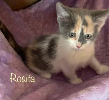 Dilute Calico Cats Available for Adoption in Dixon, California - Rosita | PetCurious