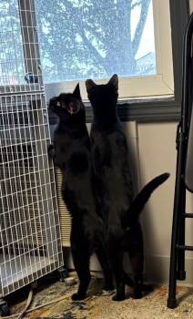 Munchkin and Muffin -  Domestic Short Hair Cat for Adoption in Milford, Connecticut - Munchkin And Muffin | PetCurious